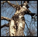 558545_554306237923056_1952553491_n copy