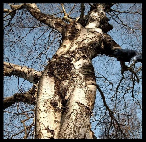 558545_554306237923056_1952553491_n copy